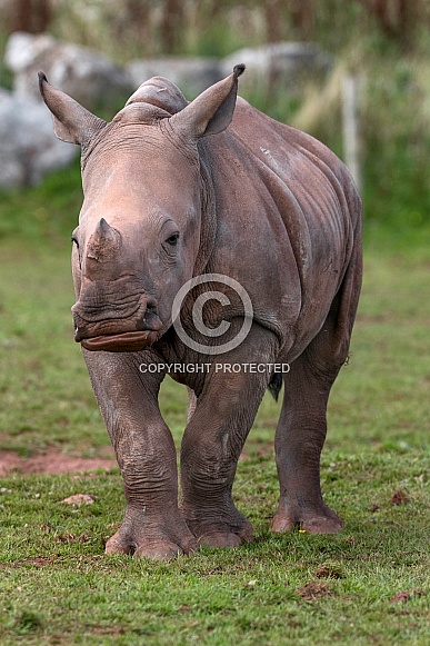 Young White Rhino Full Body Standing Alert