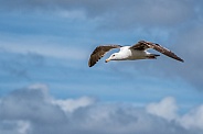 Sea Gull in Flight