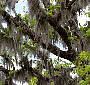 Spanish Moss hanging from a Sweetgum Tree
