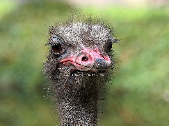 Ostrich (STRUTHIO CAMELUS)