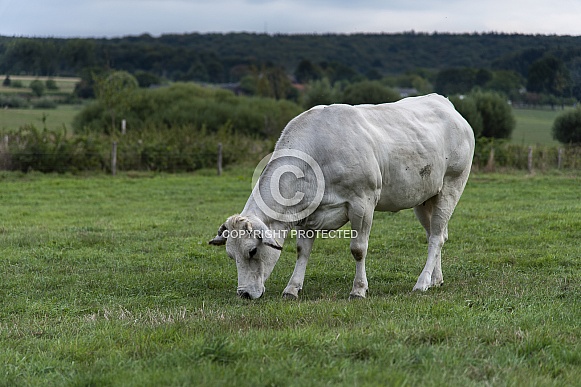 White Dutch Cow