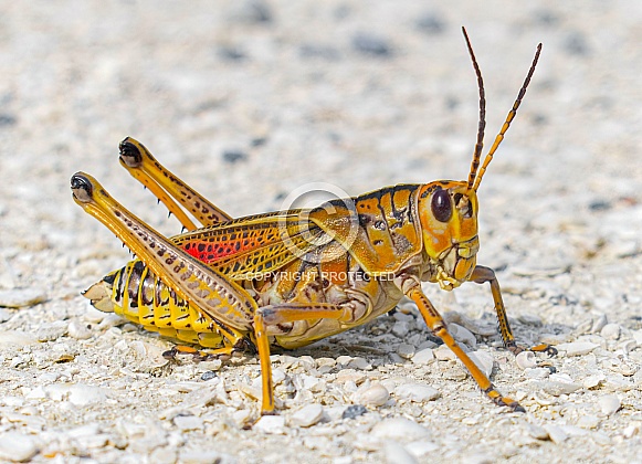 Close up of adult eastern lubber grasshopper, Florida lubber - Romalea microptera