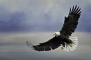 Bald Eagle-All Fanned Out