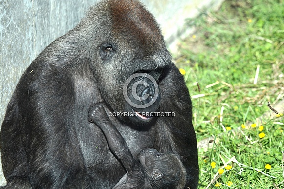 Western Lowland Gorilla with Baby