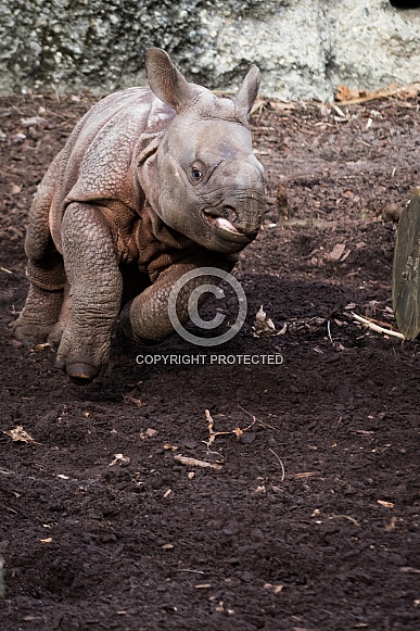 Indian rhinocero Calf