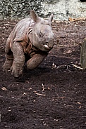 Indian rhinocero Calf