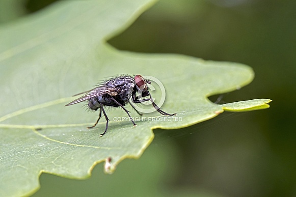 Close up of fly sitting on green leaf