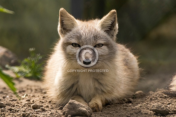 Corsac Fox (Vulpes Corsac)