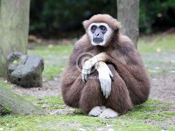 Lar Gibbon (Hylobates lar)