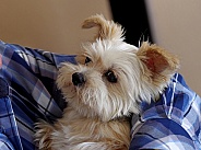 Miniature Yorkshire Terrier