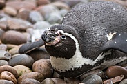 Humboldt Penguin Lying Down Close Up