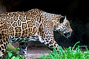 South American Jaguar