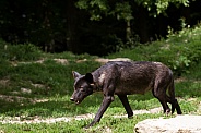 Young Grey Wolf in Dark Phase