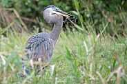 Great blue heron with a fish