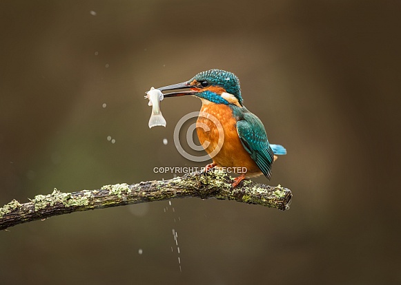 Common Kingfisher with Fish