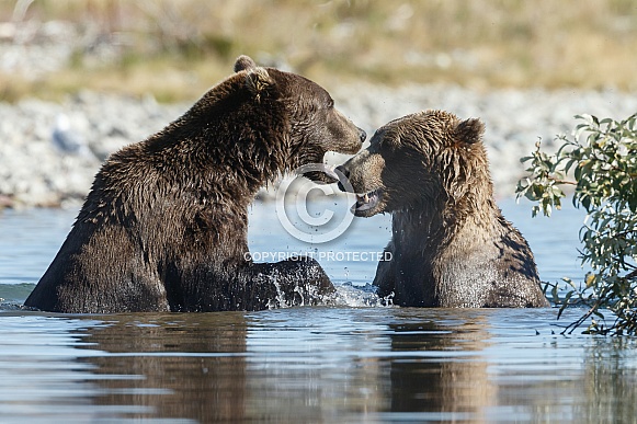 Two grizzly bears