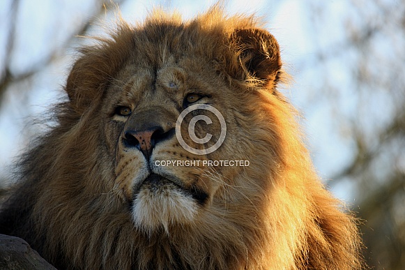 Sunlit African Lion