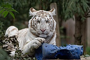 white Tiger cub