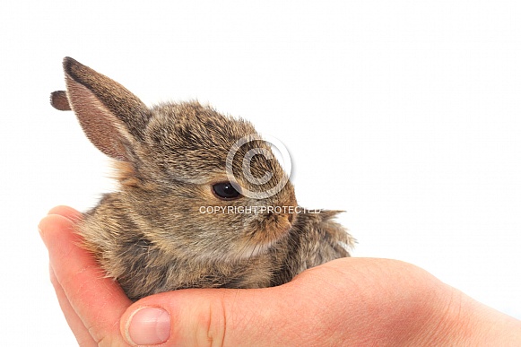 Baby Cottontail Rabbit