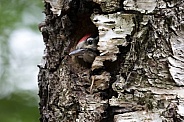 Woodpecker sitting on fir tree