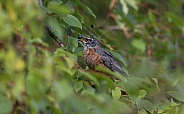 Juvenile American Robin