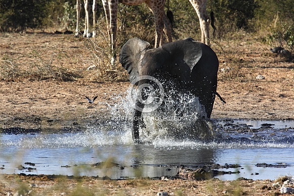 Young Elephant chasing birds at a waterhole - Namibia