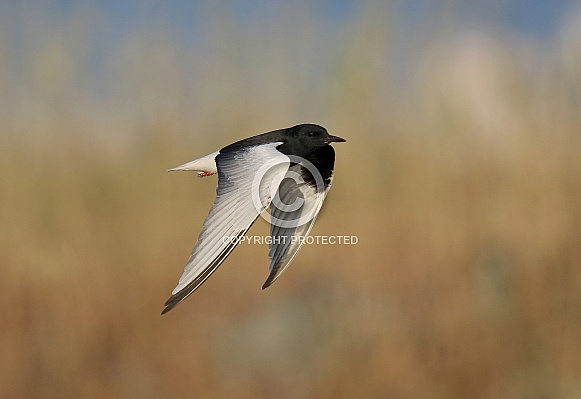 White winged black Tern