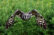 Owl—Milky Eagle Owl