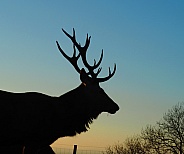 Stag Sunset