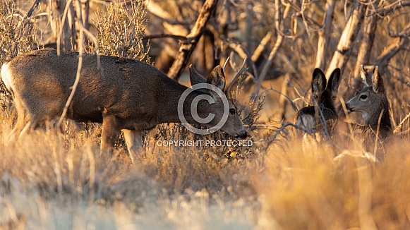 Mule deer, Odocoileus hemionus