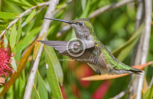 Young juvenile male Ruby throated hummingbird - Archilochus colubris