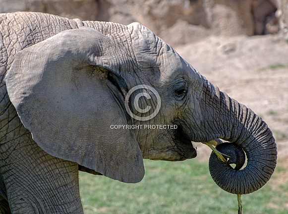 Elephant Calf - 4 Years Old