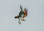 Osprey (Pandion haliaetus) flying with fish in its talons as it changes direction mid air