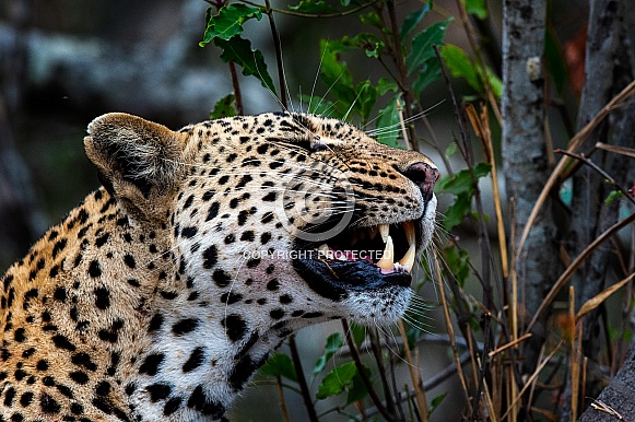 Mala Mala Leopard