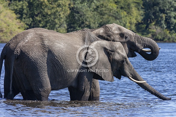 African Elephants drinking at the Chobe River - Botswana