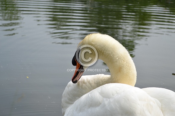 Female Swan