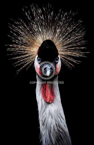African Crowned Crane Portrait Close Up