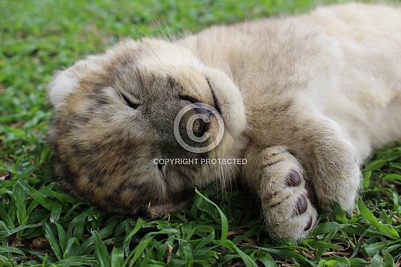 Sleeping lion cub