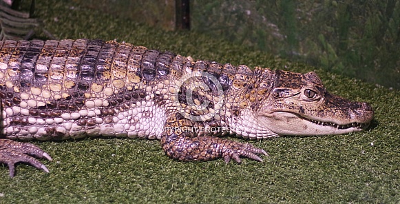 Dwarf Caiman Aligator