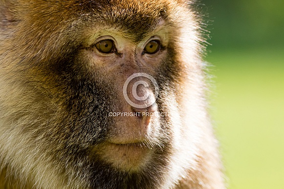 Barbary macaque face close-up