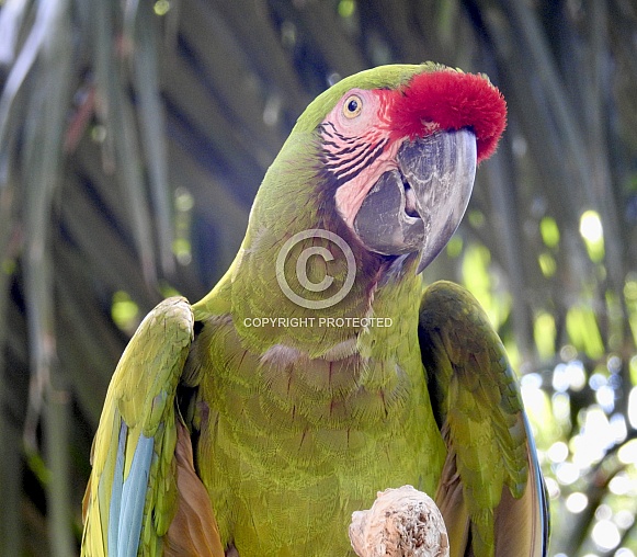 Green Macaw Portrait