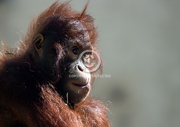 Borneon Orangutan