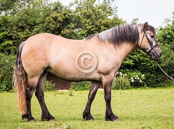 Dun Highland Pony