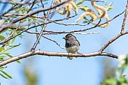 Dark-eyed Junco with a mouthful of bugs