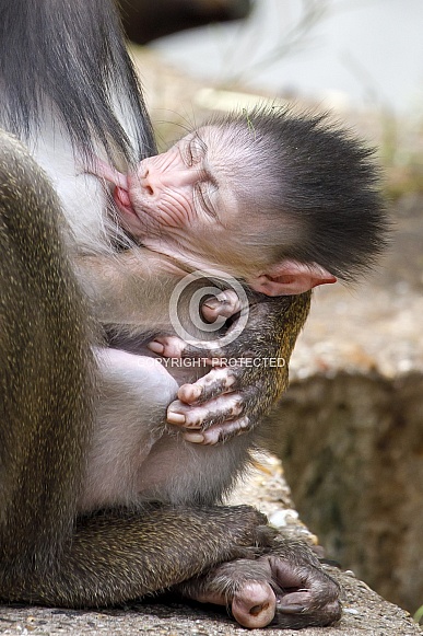 Mandrill (Mandrillus sphinx) with little baby, close up