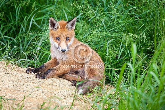 Red fox cub sitting