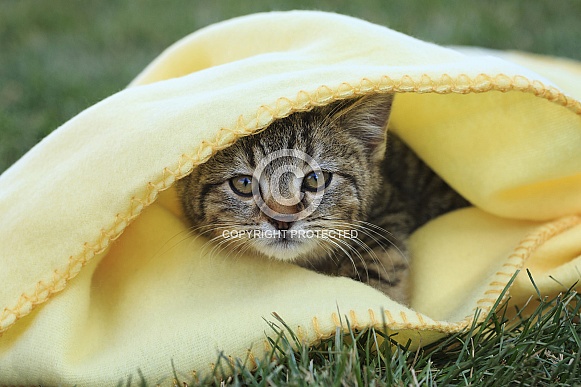 Kitten and Blanket