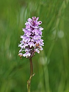 Common spotted Orchid