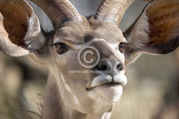 The greater kudu (Tragelaphus strepsiceros)