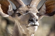The greater kudu (Tragelaphus strepsiceros)